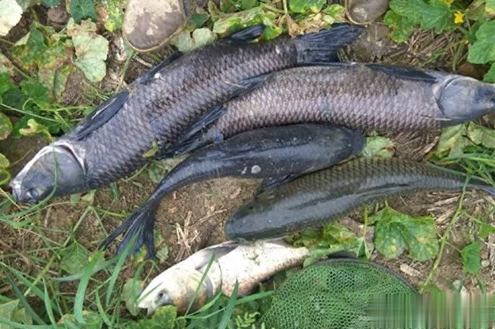 情的影响只 情的影响只